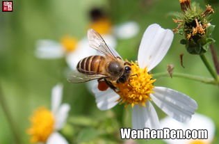 蜜蜂为什么要采蜜,为什么蜜蜂要采蜜？