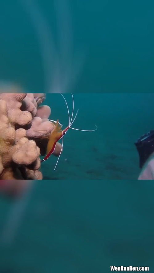 大海虾怎么处理干净,刚从海里捞出来的皮皮虾怎么处理？