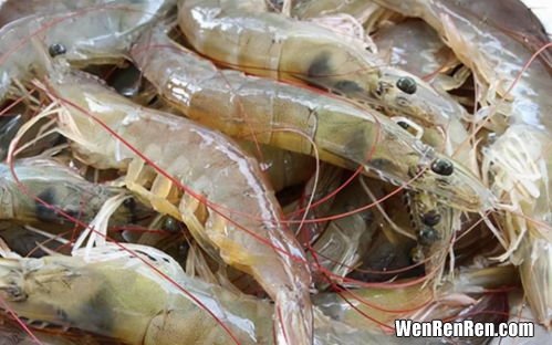 虾的保存方法冷藏冷冻,冷藏大虾的方法 冷藏大虾的方法是什么