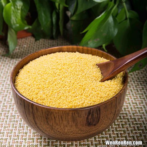 小米营养价值及功效与禁忌,小米功效及营养价值 小米的禁忌
