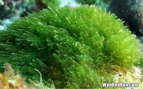 康力士螺旋藻怎么样,阿拉斯加康力士的螺旋藻和国产品牌绿A比起来，哪个更好一点呢？请指教。
