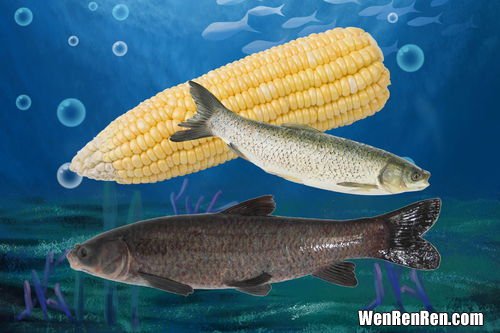 鲤鱼和草鱼的区别,鲤鱼和草鱼的区别是什么？
