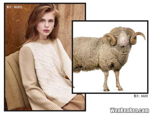 美利奴羊毛和普通羊毛的区别,美利奴羊毛和普通羊毛的区别