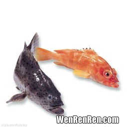 青斑鱼和石斑鱼区别,小孩子吃石斑鱼好还是青斑鱼好？