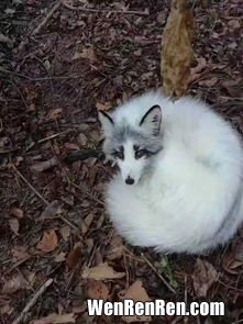 白狐是国家几级保护动物,狐狸是国家保护动物吗？