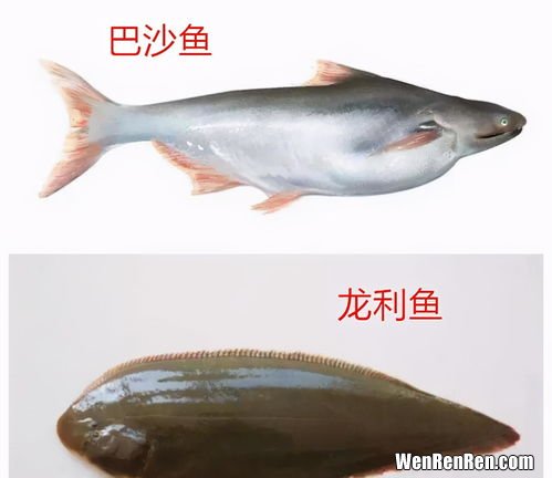 龙利鱼和巴沙鱼的区别有哪些,巴沙鱼和龙利鱼有什么区别？