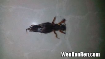 飞蚁为什么会出现在家中,家里有很多飞蚂蚁怎么回事