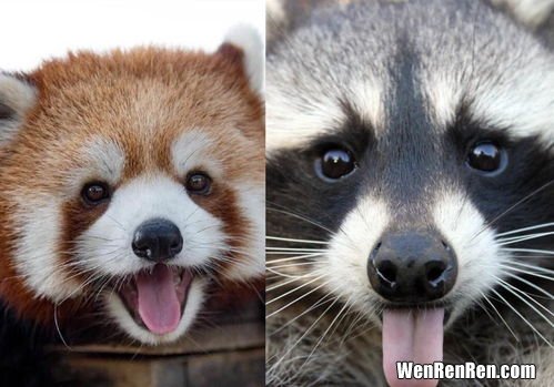 浣熊和小熊猫的区别,小浣熊和小熊猫的区别是什么？