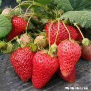 章姬草莓和红颜草莓区别,红颜草莓和奶油草莓是一个品种吗 红颜草莓和奶油草莓是不是一个品