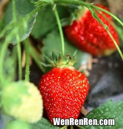 章姬草莓和红颜草莓区别,红颜草莓和奶油草莓是一个品种吗 红颜草莓和奶油草莓是不是一个品种