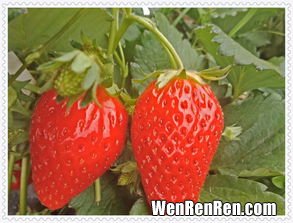 章姬草莓和红颜草莓区别,红颜草莓和奶油草莓是一个品种吗 红颜草莓和奶油草莓是不是一个品种