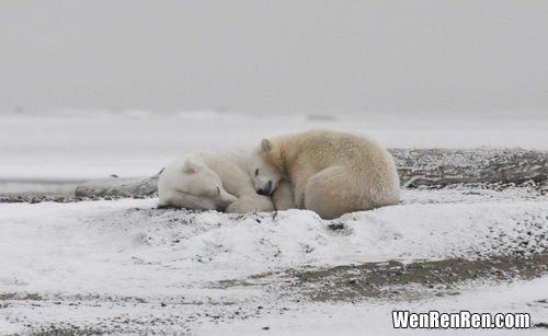 北极有哪些动物,生活在北极动物简介 生活在北极的动物有哪些