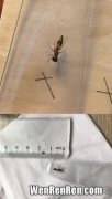 蚂蚁没有翅膀为什么是昆虫,多数蚂蚁有无翅膀,蚂蚁是不是昆虫