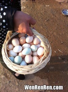 芦花鸡蛋和普通鸡蛋的区别,黑凤鸡蛋和芦花鸡蛋区别
