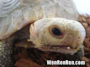 缅甸陆龟繁殖的问题,明年开春想玩繁殖，问下缅甸陆龟和锯缘的繁殖难度，听说成本很高，有这种事吗？