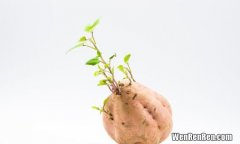 番薯发芽有毒吗,发芽的地瓜可以吃吗?有毒吗?