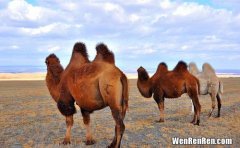 骆驼驼峰里储存的是水还是脂肪,驼峰里面储藏的是水吗