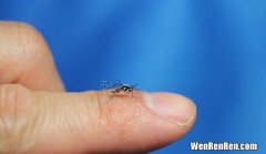 水里放什么杀蚊子幼虫,怎样能杀死水池里蚊子的幼虫