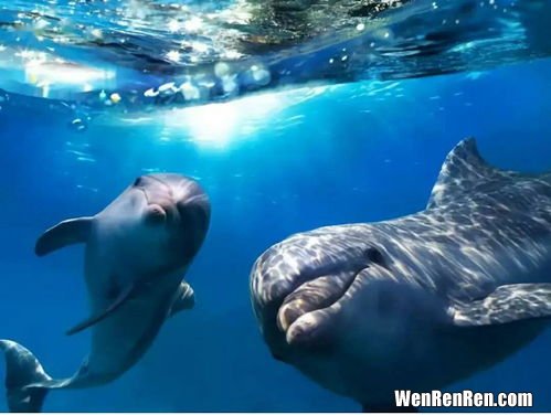 海豚的天敌,海豚为什么是大白鲨的天敌，海豚有天敌吗