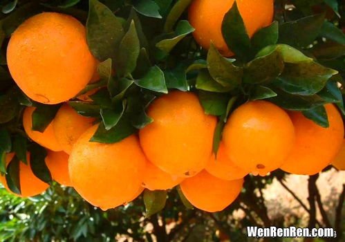 赣南脐橙的特色和优势,赣南脐橙核心卖点是什么？