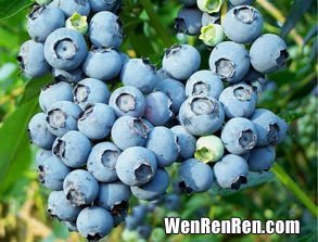 蓝莓吃多了会怎么样,蓝莓多吃好吗 蓝莓吃多了有什么副作用