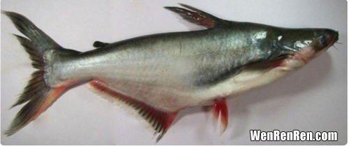 巴沙鱼鳍的脂肪有害吗,冷冻的巴沙鱼鳍营养价值