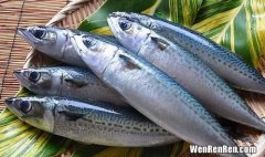 鲐鱼和鲅鱼的区别,海边长大的山东人青岛美食鲅鱼和鲐鲅鱼之争，它们的区别在哪里？