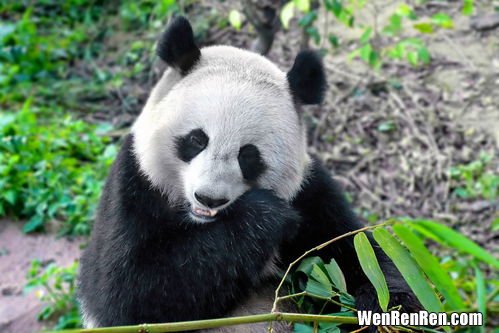 大熊猫的新亚种在哪里,大熊猫的新亚种在秦岭还是祁连山?