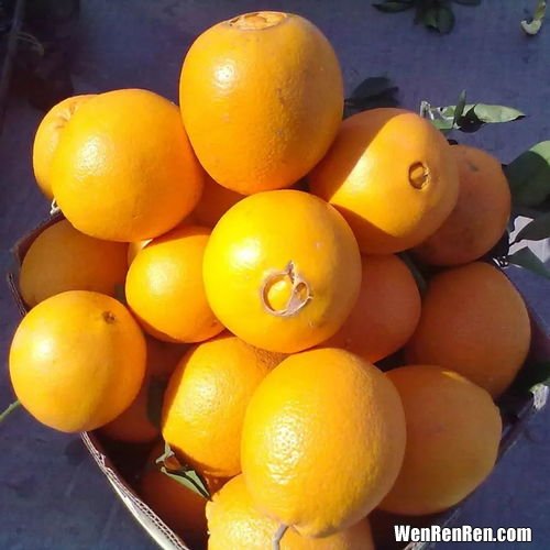 果冻橙和脐橙的区别,果冻橙和赣南脐橙哪个更下火
