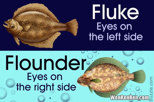 偏口鱼和鲽鱼的区别,牙鲆鱼，偏口鱼，鸦片鱼和多宝鱼怎么区分？
