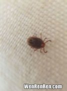 床单上的小虫子是什么虫子,床上有很小很小的虫子是什么虫