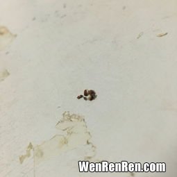 床单上的小虫子是什么虫子,床上有很小很小的虫子是什么虫