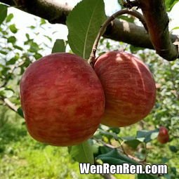 富硒苹果和普通苹果区别,富硒红富士苹果是怎样生产的？