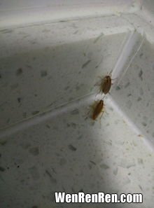 房间里有蟑螂怎么彻底清除,如何彻底消灭掉家里的蟑螂？