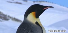 企鹅一般在几月份产卵,企鹅怀孕多久生产