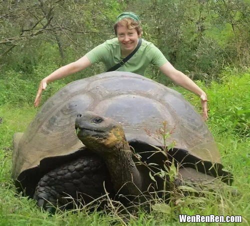 世界上最大的乌龟,世界上最大的乌龟叫什么 世界上最大的乌龟介绍