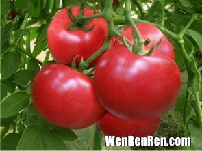 西红柿放冰箱冷藏有害吗,西红柿可以放冰箱吗