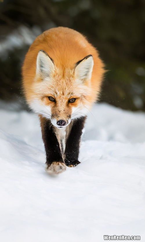 狐狸是国家保护动物吗,狐狸是保护动物吗？