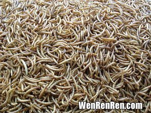 大麦虫和面包虫的区别,黄粉虫和大麦虫的区别是什么？