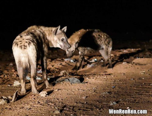 人拿砍刀打得过鬣狗吗,成年男子可以徒手杀死一只斑鬣狗吗？