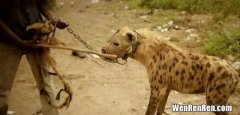 人拿砍刀打得过鬣狗吗,成年男子可以徒手杀死一只斑鬣狗吗？
