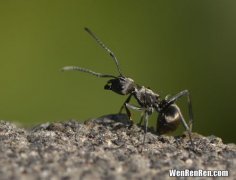 蚂蚁一般几条腿,蚂蚁几条腿