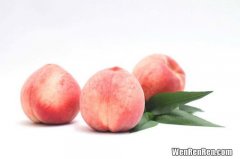 桃子季节,桃子成熟的季节是几月