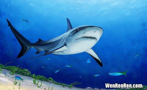 鲨鱼是猛兽还是鱼类,鲨鱼属于鱼类吗？