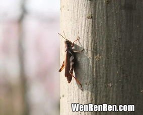 蟋蟀的别名叫什么,蟋蟀的别名叫蝈蝈，那么蟋蟀和蝈蝈有什么区别