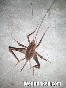 蟋蟀的别名叫什么,蟋蟀的别名叫蝈蝈，那么蟋蟀和蝈蝈有什么区别