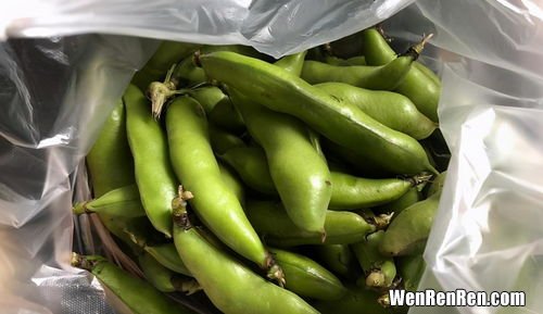 蚕豆不剥壳能放多久,家里有很多新鲜的蚕豆吃不完，该如何保存蚕豆呢？