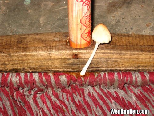 拖把上为什么会长蘑菇,为什么我家的拖把上老是长蘑菇？