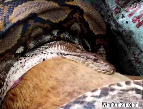 蟒蛇的寿命,蟒蛇的身高体长体重寿命速度睡眠时间