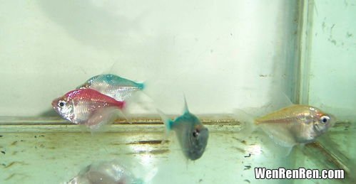 透明鱼是什么生物,透明鱼为什么要放生?